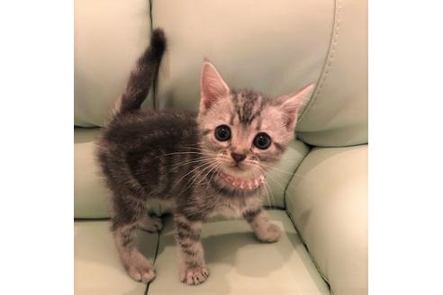 成約済の大阪府のアメリカンショートヘア-5380の3枚目